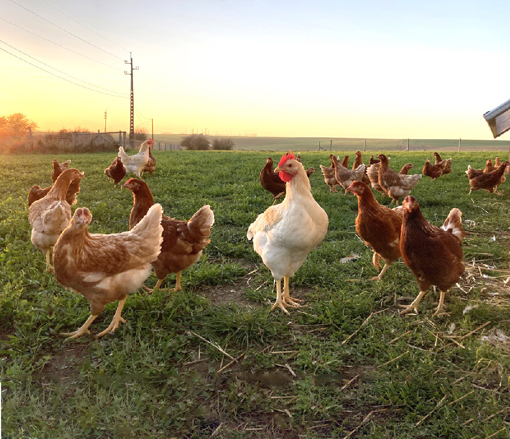 les poules dans la prairie